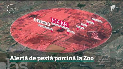 Alertă de pestă porcină! Grădina zoologică din Galaţi are porci mistreți infestați!