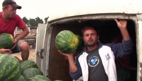 Vremea schimbătoare a dat peste cap şi planurile proprietarilor de bostănării din Dăbuleni