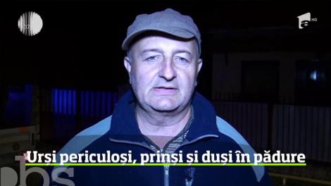 Urși periculoși, prinși și duși în pădure