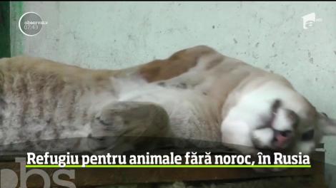 Refugiu pentru animalele fără noroc, în Rusia