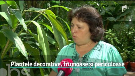 Plantele de apartament pe care nu trebuie să le aveţi în casă. Se pot transforma în otravă, mai ales pentru copiii mici