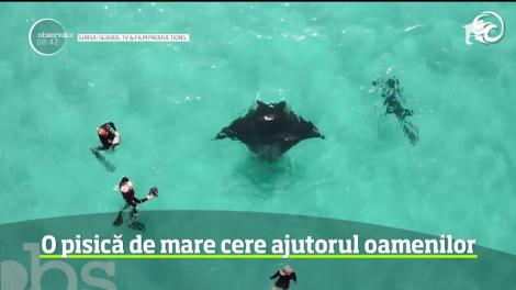 Imagini incredibile. O pisică de mare de dimensiuni impresionante cere ajutorul unor înotători