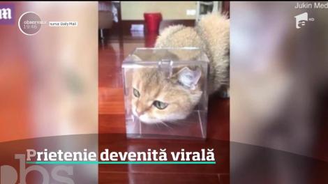 Prietenie devenită virală dintre o pisică și un fluture