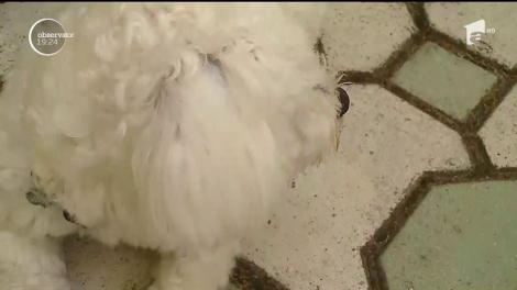 Amenzi uriașe pentru câinii pe plajă