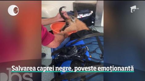 Poveste emoţionantă: O capră neagră purtată de un salvamontist într-un rucsac a devenit virala pe internet