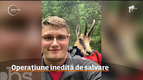 Doi salvamontişti, tată şi fiu, au cărat în spate, într-un rucsac, o capră neagră care avea un picior fracturat