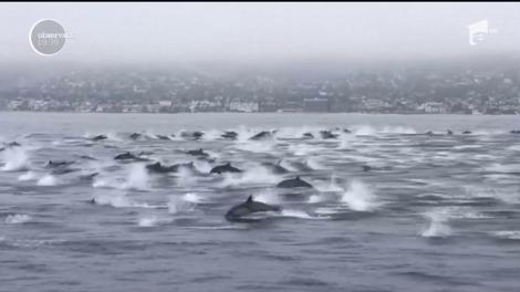 Imagini ireale! Peste o sută de delfini au înconjurat o șalupă în care se aflau mai mulți oameni. Timp de 25 de minute, mamiferele au oferit un spectacol uimitor