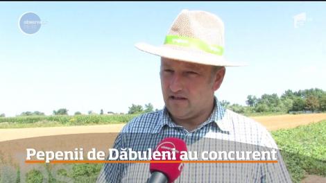 Este anul pepenilor verzi, de Tinca! Rivalul pepenilor de Dăbuleni