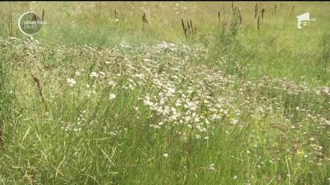 E luna în care înfloresc, la propriu, farmaciile în aer liber. Plantele medicinale au umplut pajiştile
