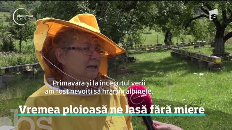 Se anunţă o criză a mierii de albine în acest an, cea mai gravă din ultimele trei decenii