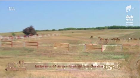 Ce pot face turiștii la herghelia din Mangalia, paradisul cailor din rasa pur sânge arab