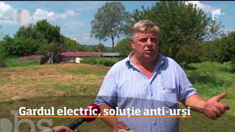 Urșii înspăimântă oamenii în Argeș! O soluție propusă de prefect iscă mari controverse. „Se practică în Europa” - Video