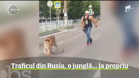 Un tigru a evadat dintr-o mașină și s-a plimbat pe stradă, printre mașini! Imaginile au făcut înconjurul lumii