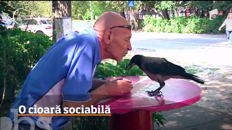 Un pui de cioară a devenit mascota unui chioşc dintr-un cartier al Galațiului