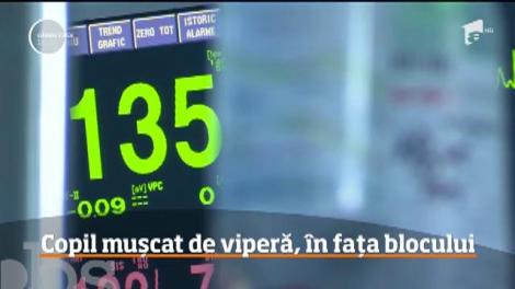 Un puşti de 13 ani a fost muşcat de o viperă chiar în faţa blocului