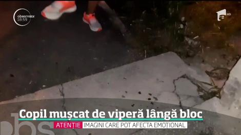 Alertă în oraşe! Viperele au ajuns în locul de joacă al copiilor Un băieţel a fost muşcat de mână