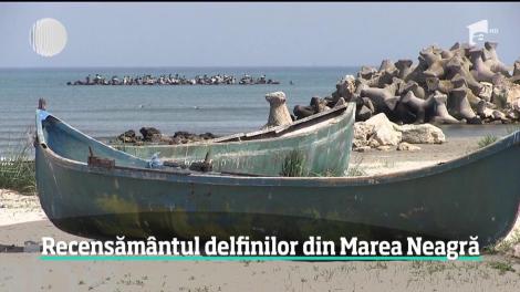 Specialiștii fac recesământul delfinilor din Marea Neagră