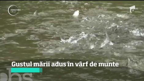 Festivalul Păstrăvălui a avut loc într-un sat de munte! Scoici şi midii gătite ca pe malul mării!