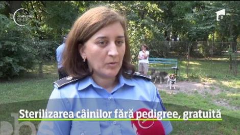 Sterilizarea câinilor fără pedigree, gratuită și obligatorie! Omiterea duce la amenzi!