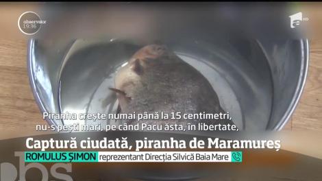 Au fost ore de panică în Baia Mare, după ce un pescar a găsit într-un lac din oraş peşti ce păreau a fi din specia Piranha