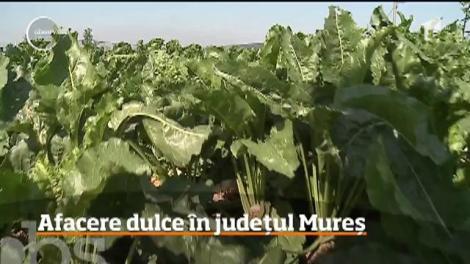 Un francez a pus bazele unei afaceri de succes cu sfeclă de zahăr, în judeţul Mureş