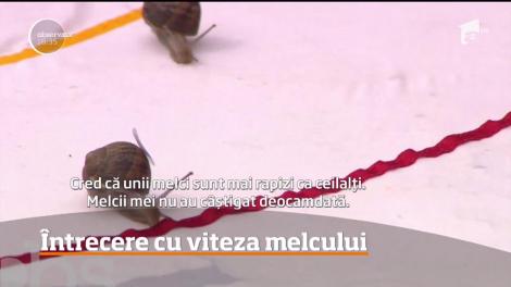 Cu viteza melcului! Aşa s-a desfăşurat o competiţie anuală din Marea Britanie