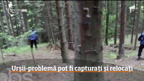 Este oficial! Lupii şi urşii agresivi vor putea fi relocaţi!