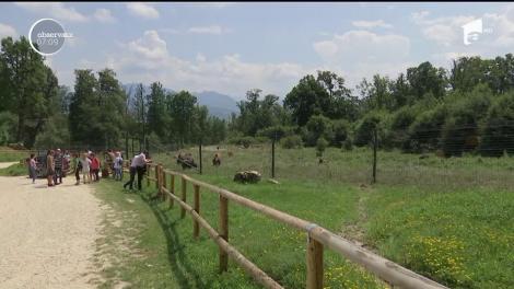 Ministrul Mediului vrea să construiască un sanctuar pentru animale şi să-i amendeze pe cei care le hrănesc ilegal