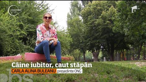 Câine iubitor, caut stăpân. A apărut o platformă de dating şi pentru animale