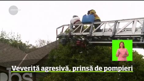 Intervenţie inedită într-un orăşel din California: pompierii au fost chemaţi să prindă o veveriţă pusă pe harţă