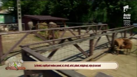 Neatza cu Răzvan și Dani. Fermele cu animale, locuri de relaxare l&acirc;ngă marile orașe