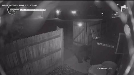 Împins de foame, un urs a fost surprins în timp ce cără o pubelă de gunoi. Video