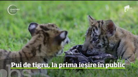 Doi pui de tigru bengalez, prezentați publicului, la o grădină zoologică din Mexic