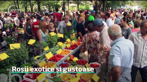 Festivalul tomatelor, organizat la Buzău. Ce tipuri de roşii au atras atenţia oamenilor