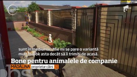 Bone pentru animalele de companie