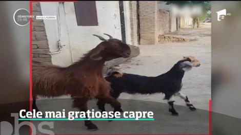 Două capre au demonstrat întregii lumi că pot concura oricând la un concurs de frumuseţe