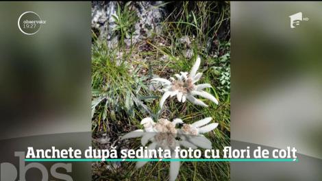 Familie anchetată de poliție după o ședința foto cu flori de colț