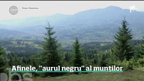 Pădurile României sunt luate la pas zilele acestea. Este vremea afinelor, iar culegătorii ajung să muncească chiar şi 12 ore pe zi