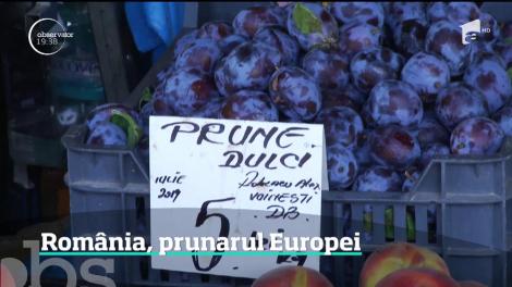 Pasiunea românilor pentru ţuică duce România în topurile europene!