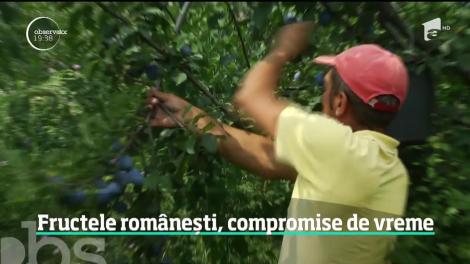Vremea extremă pune în pericol şi fructele româneşti! Livezi întregi sunt aproape goale