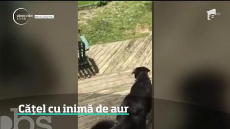 Un câine a impresionat întreaga lume după ce a ajutat o vrăbiuţă să evadeze