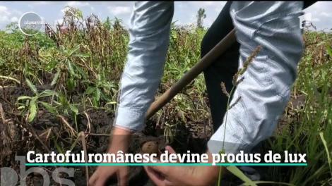 România nu va avea nici anul acesta suficienţi cartofi pentru consumul intern