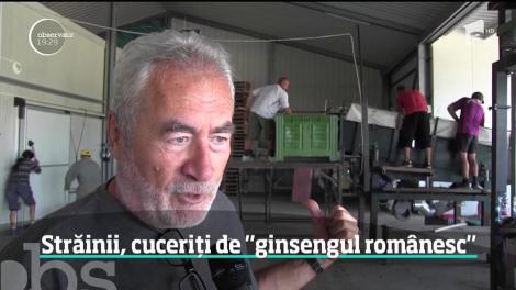 Fructele acre au gustul dulce al profitului. CultivatoriI de cătină se laudă cu producţii record