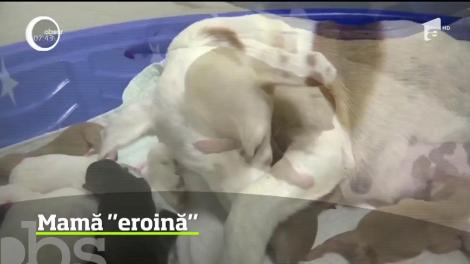 O căţeluşă fără adăpost din Texas este demnă de Cartea Recordurilor:  a născut 20 de pui