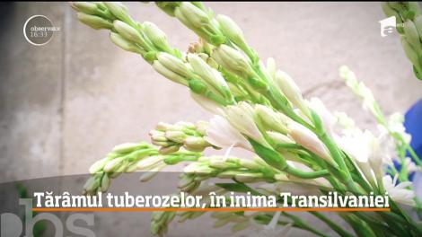 Tărâmul tuberozelor, unele dintre cele mai frumoase şi parfumate, în inima Transilvaniei