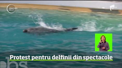 Protest în faţa Delfinariului din Constanţa. Activiştii sunt nemulţumiţi de condiţiile în care stau mamifere