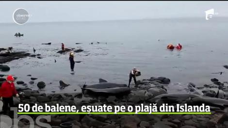 50 de balene, eșuate pe o plajă din Islanda