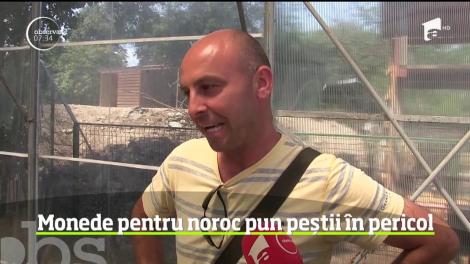 Dorinţele turiștilor ucid peştii din bazinul amenajat lângă delfinariul din Constanţa!