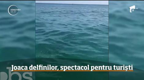 Joaca delfinilor la malul mării, spectacol pentru turiștii din Eforie