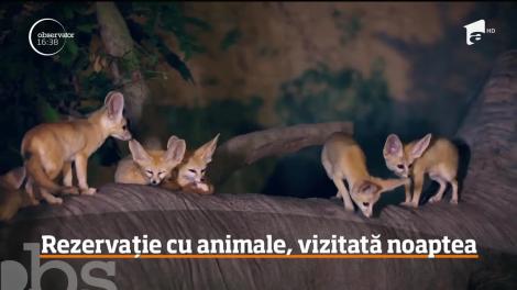 Rezervație cu animale sălbatice, vizitată noaptea